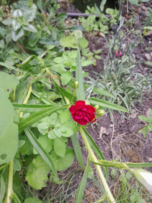flowers